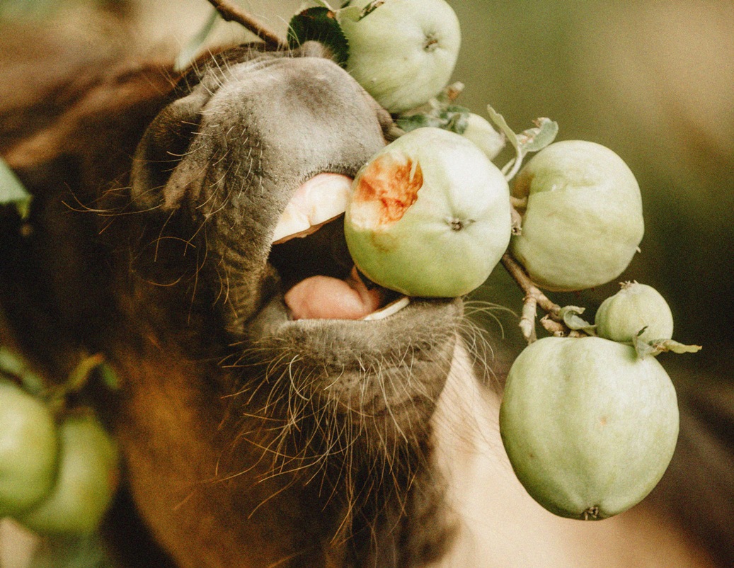 Koń jedzący jabłka