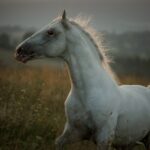 Fotografia koni Kraków-siwek jesienią