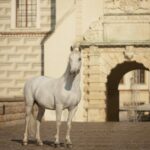 Fotografia koni Kraków-zamkowy dziedziniec