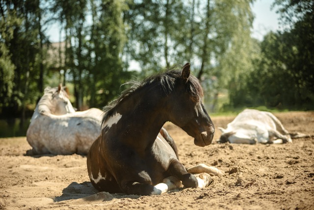 Fotografia Koni Kraków- Stadnina Młynka