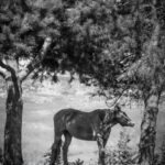 Fotografia koni Kraków-czarno-białe