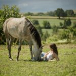 Fotografia koni Kraków-odpoczynek na łące