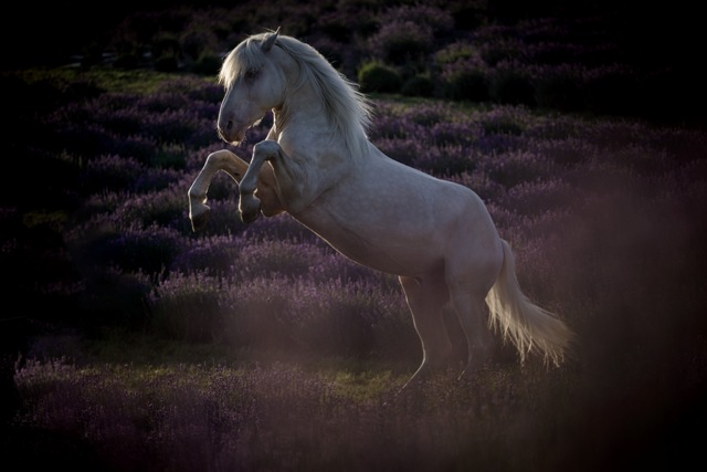 Fotografia koni Kraków wrzosowisko